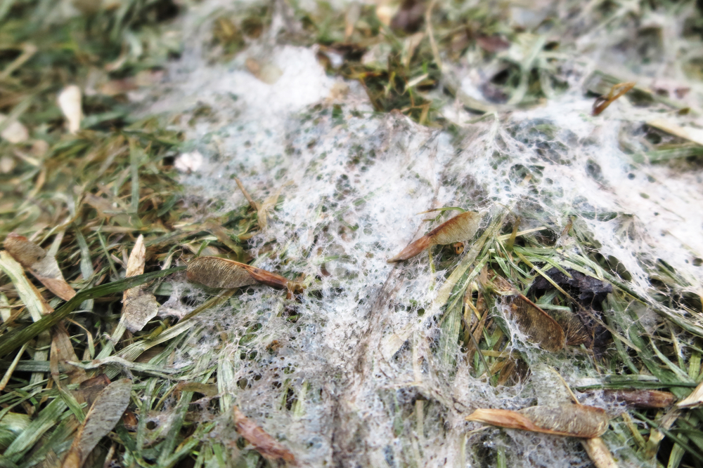 lawn issue snow mold